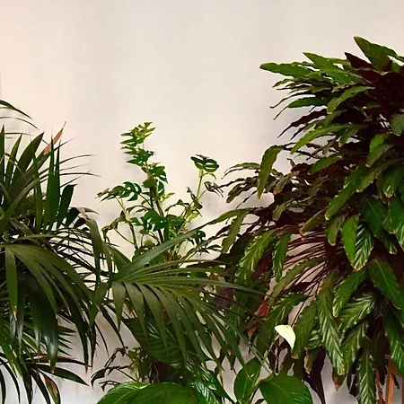 Greenbnbs: Cozy Urban Jungle In The Centre Appartement