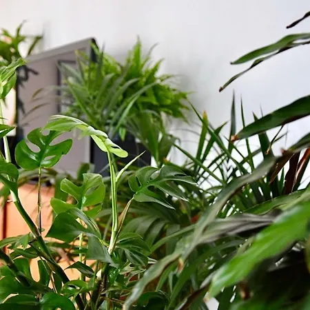 Greenbnbs: Cozy Urban Jungle In The Centre Appartement